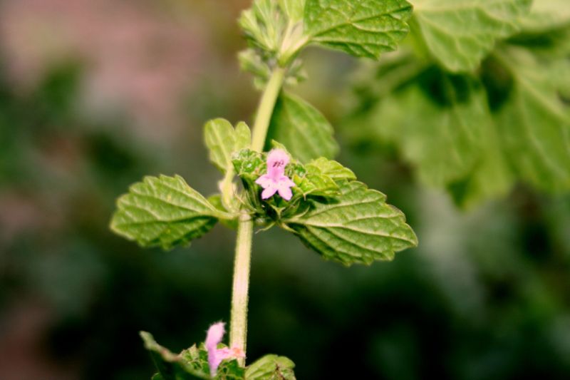 Ballota nigra